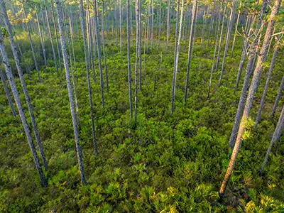 apalachichola national forest